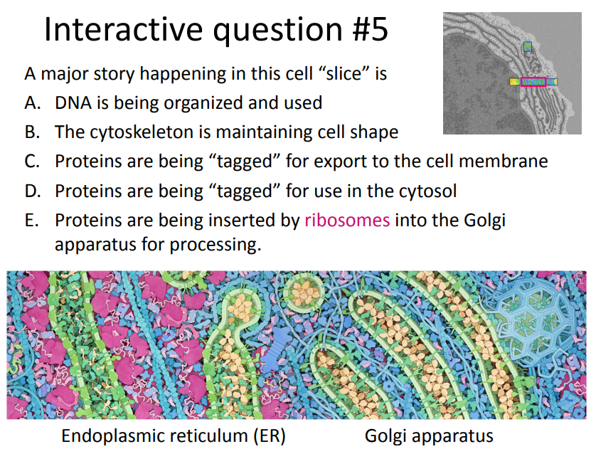 <p><span><span>A major story happening in this cell "slice" is</span></span><br><span><span>DNA is being organized and used</span></span><br></p><ul><li><p><span><span>The cytoskeleton is maintaining cell shape</span></span></p></li></ul><ul><li><p><span><span>Proteins are being "tagged" for export to the cell membrane</span></span></p></li><li><p><span><span>Proteins are being "tagged" for use in the cytosol</span></span></p></li><li><p><span><span>Proteins are being inserted by ribosomes into the Golgi apparatus for processing.</span></span></p></li></ul><p></p>
