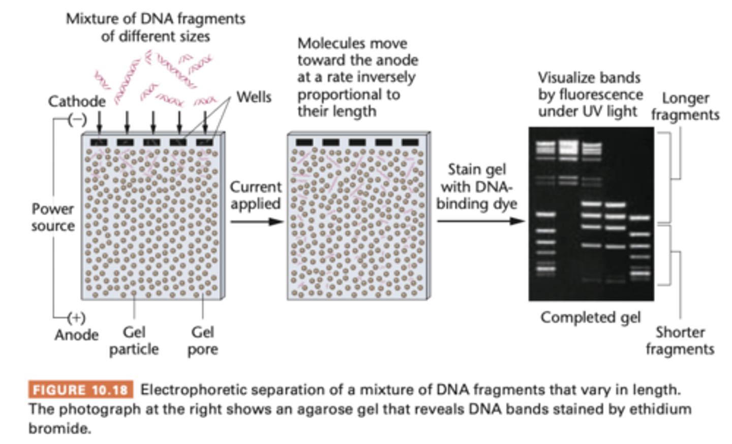 <p>can separate different sized fragments of DNA and RNA chains</p><p>- DNA migrate under influence of electric field</p><p>- on semisolid gel, in solution that conducts electricity (agarose gel)</p>