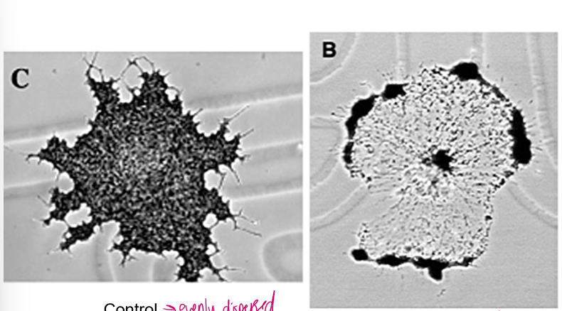 <p>Why is kinesin able to evenly distribute melanin granules in fish cells?</p>