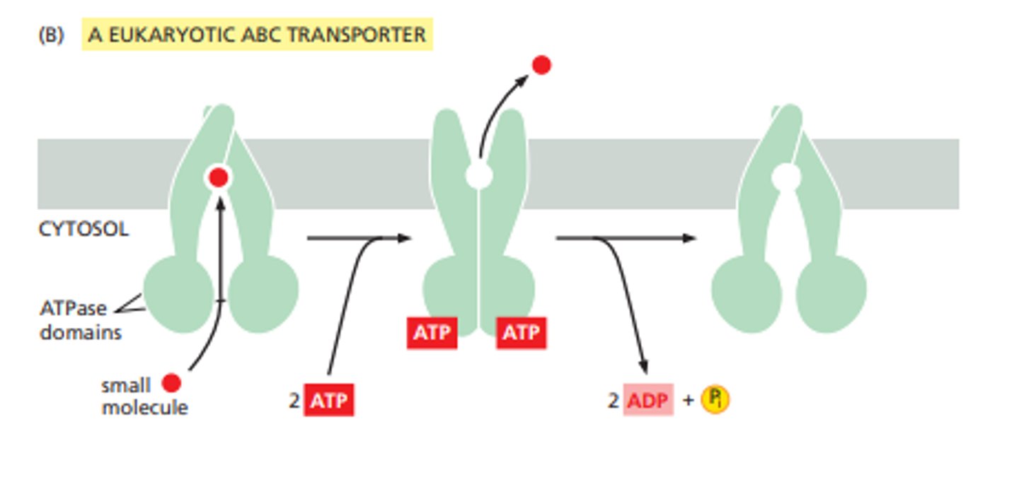 <p>carrier proteins that use energy from ATP to transport solutes (mostly hydrophobic molecules out of the cell)</p>