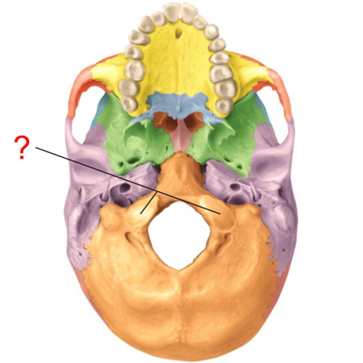 <p>-2</p><p>-articulate with c1 of spine (atlas)</p>