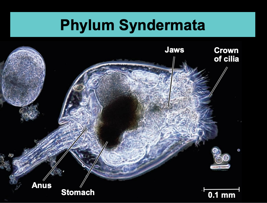 <p>Syndermata includes rotifers.</p><p> Maximum size of rotifers is 3 mm.</p><p>Rotifers occupy a wide range of aquatic and marine habitats and some can survive extreme conditions of drying and cold.</p><p>Rotifers are predators, parasites and filter feeders (some sessile).</p><p>The mouth is equipped with hard, muscular jaws.</p><p>Rotifers have separate sexes or are asexual</p>