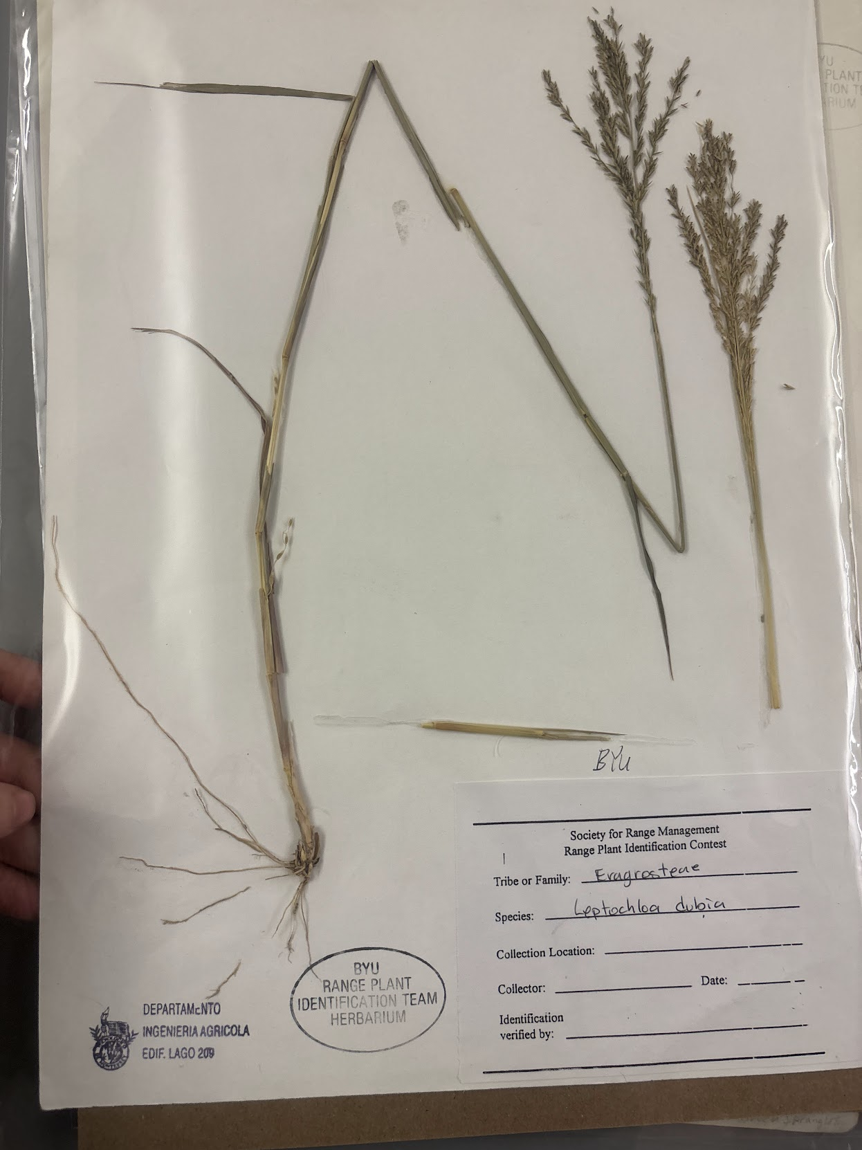 <p>Alternate panicle branches , • Awnless • Stacked V-florets • Lemmas truncate (blunt), usually with a notch</p>