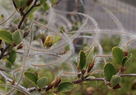 <ul><li><p>cercocarpus (cricle/around — seed)</p><ul><li><p>curly stem on seed helps drive seed into ground with changes in humidity</p></li></ul></li><li><p>evergreen shrub</p></li><li><p>reddish wood used to make indigenous peoples tools</p><p></p></li></ul><p></p>