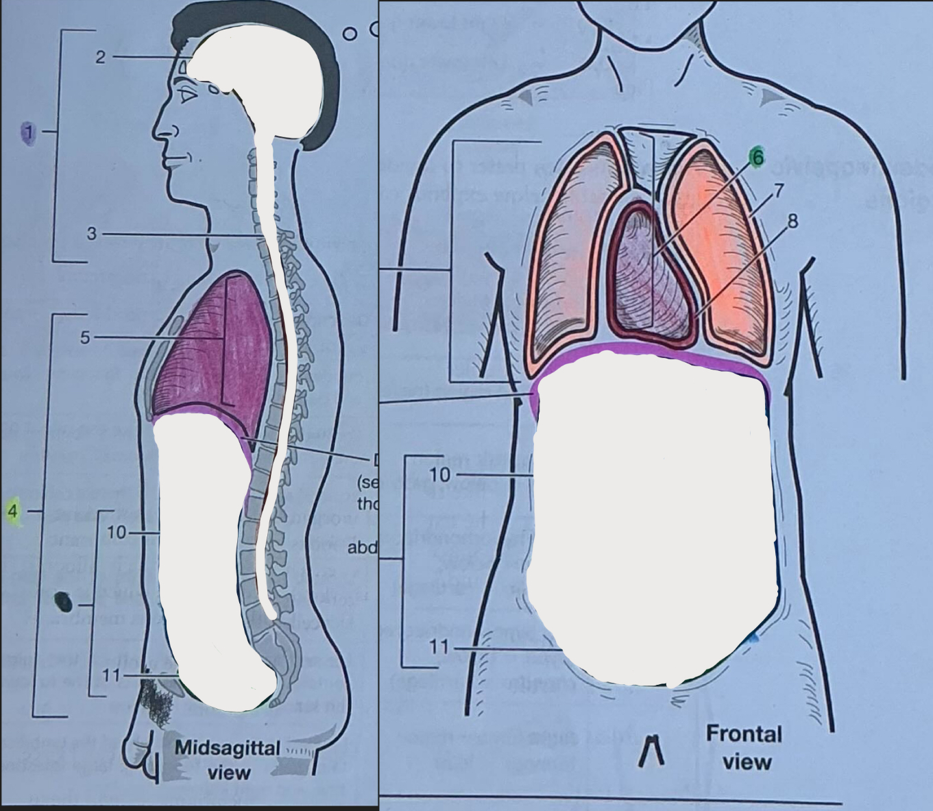 <p>Contains Heart &amp; Lungs</p>