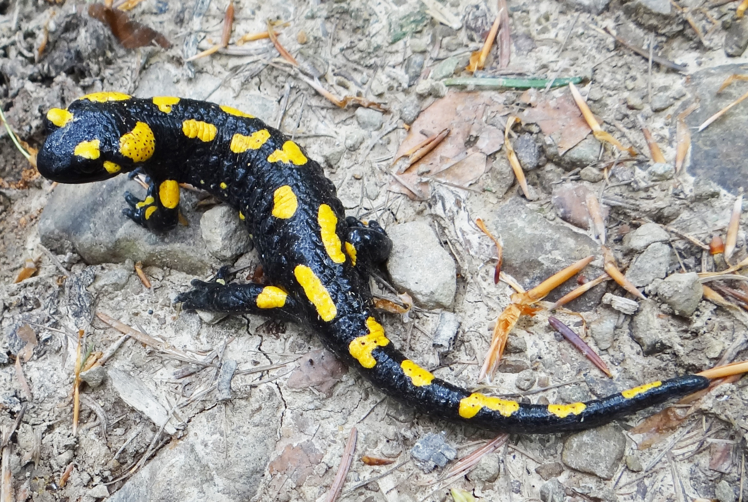 <p>Salamandra salamandra</p>