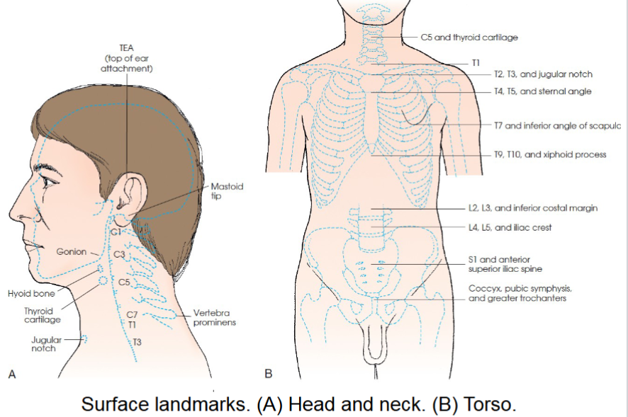 <p>cervical area landmarks </p>