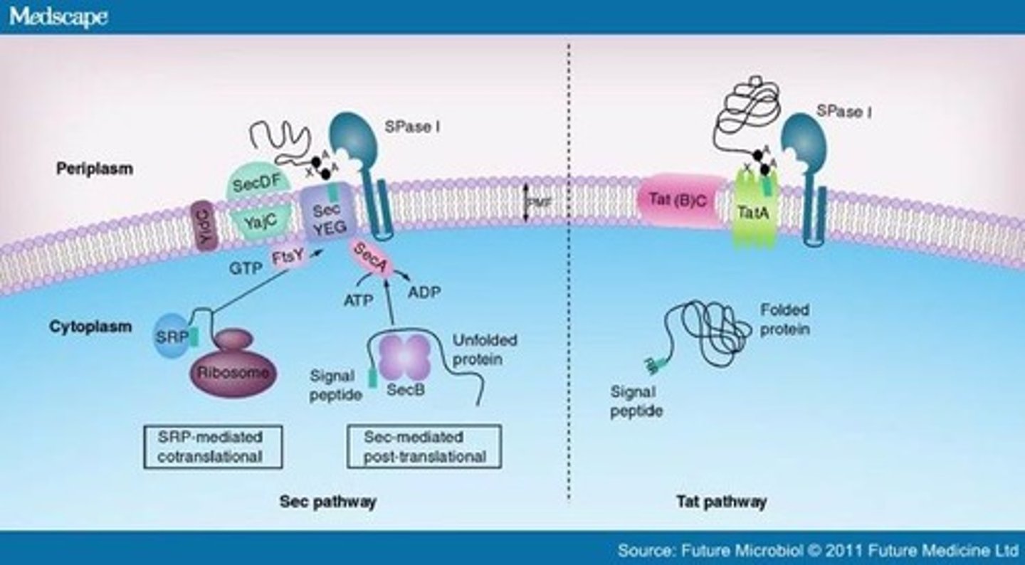 <p>- Two consecutive arginines in a signal peptide</p><p>- Secretes only folded proteins</p><p>- Protein Docking Complex recognizes signal and escorts protein to pore complex with PMF</p>