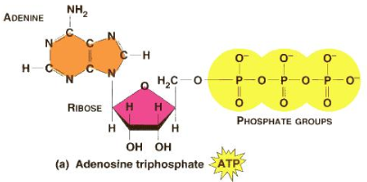 <p>It is a phosphorylated nucleotide:</p><ul><li><p>Adenine (base)</p></li><li><p>Ribose (pentose sugar)</p></li><li><p>3 Phosphate groups</p></li></ul><p></p>
