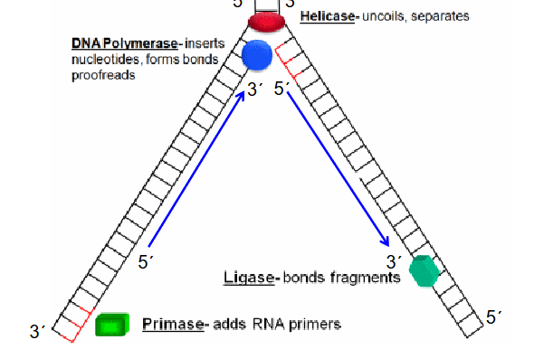 <p>Helicase - uncoils separates</p><p>DNA polymerase - inserts and forms bonds of nucleotides</p><p>Primase - adds RNA primers</p><p>Ligase - bonds fragments</p><p></p>
