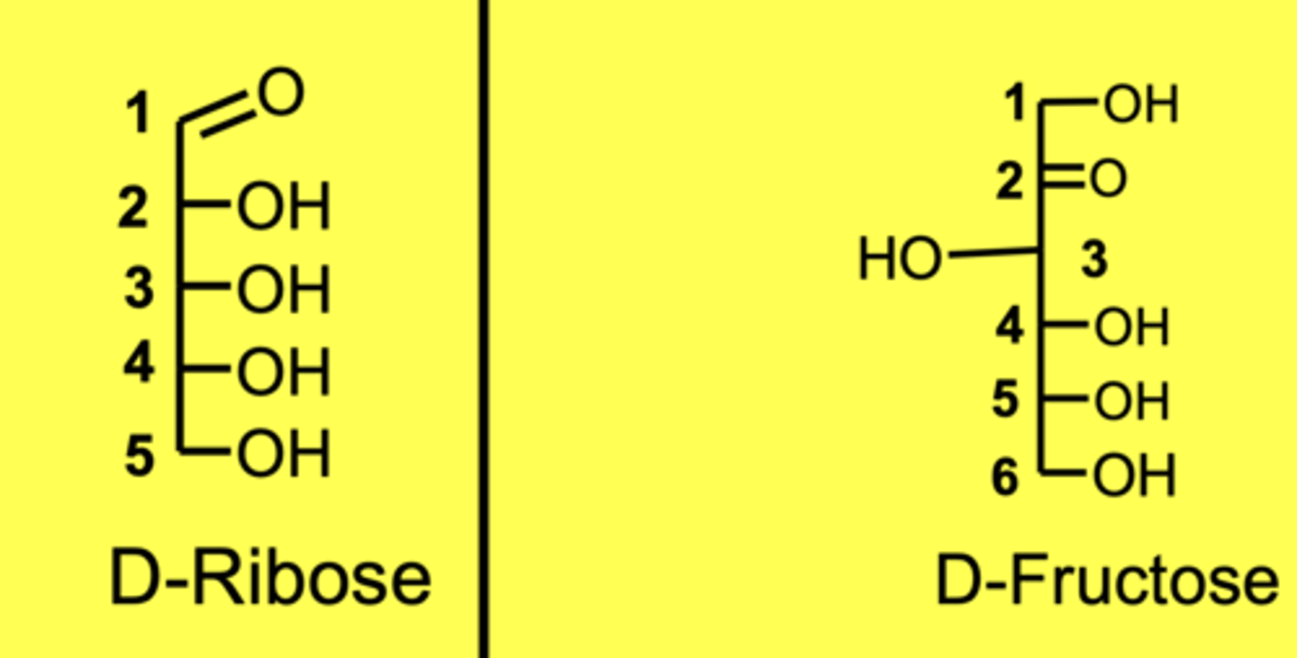 <p>- An energy source, glucose.</p><p>- Structure, cellulose cell walls.</p><p>- Glycoproteins on plasma membrane.</p><p>- Medicine, clarithromycin.</p>