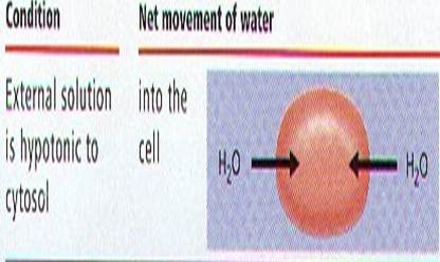 <p>the solution with the lower concentration of solutes than that inside the cell; water will enter the cell -&gt; Cell will swell and burst</p>