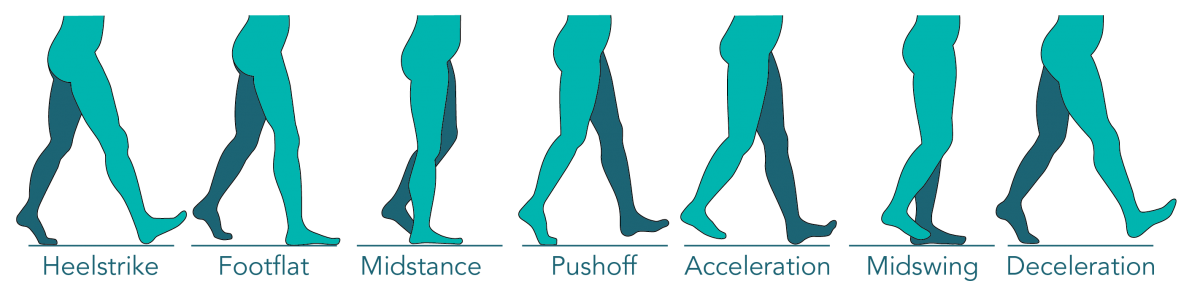 <p>Heel Contact – Foot Flat – Mid Stance – Heel Off / Toe Off – Early Swing – Mid Swing – Late Swing - Heel Contact</p>