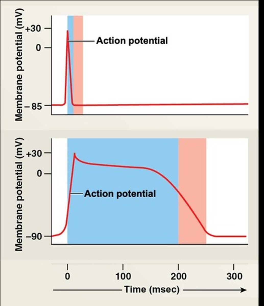 <p>Electrical signals generated by cardiac myocytes.</p>
