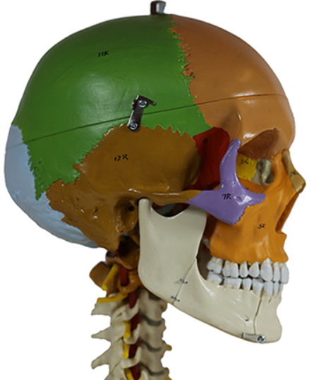 <p>Name the coronal suture</p>