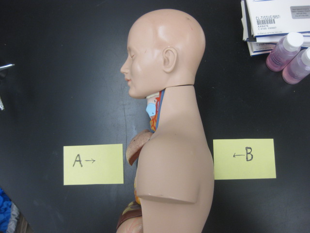 <p>Directional Term </p><p>Lab Image 1-1</p>