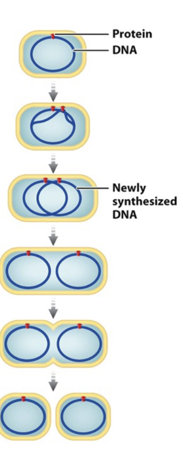 <p>Cell cycle in prokaryotes (binary fission) </p><ul><li><p>Replication beings at the WHAT </p></li><li><p>Bacterial chromosome (template and daughter) is attached to the WHAT </p></li><li><p>Cell WHAT and bacterial chromosomes WHAT </p></li><li><p>Inward growth of plasma membrane and partition assembly of new WHAT, WHAT replicated DNA </p></li><li><p>Produces WHAT </p></li><li><p>Effective because only HOW MANY chromosomes </p></li><li><p>WHAT evolved from this process </p></li></ul><p></p>