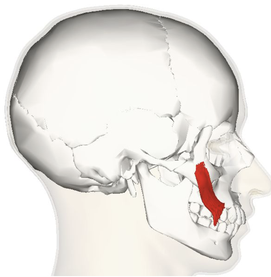 <ul><li><p>Controls facial expression, drawing the mouth's angle upward and outward</p></li><li><p>Causes the corners of a person's mouth to rise when they smile</p></li><li><p>Cause dimples to form</p></li></ul><p></p>