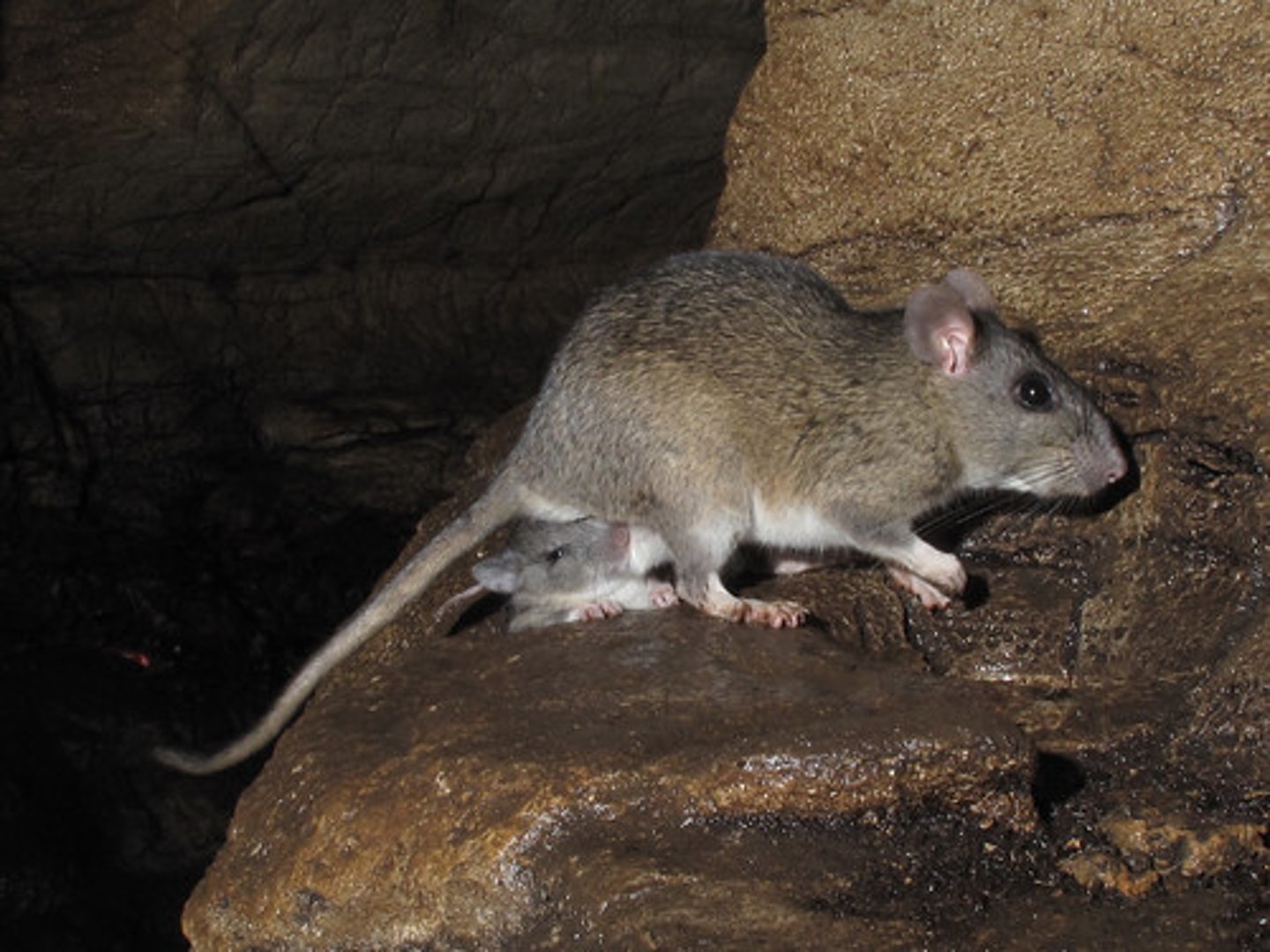 <p>Neotoma magister</p>
