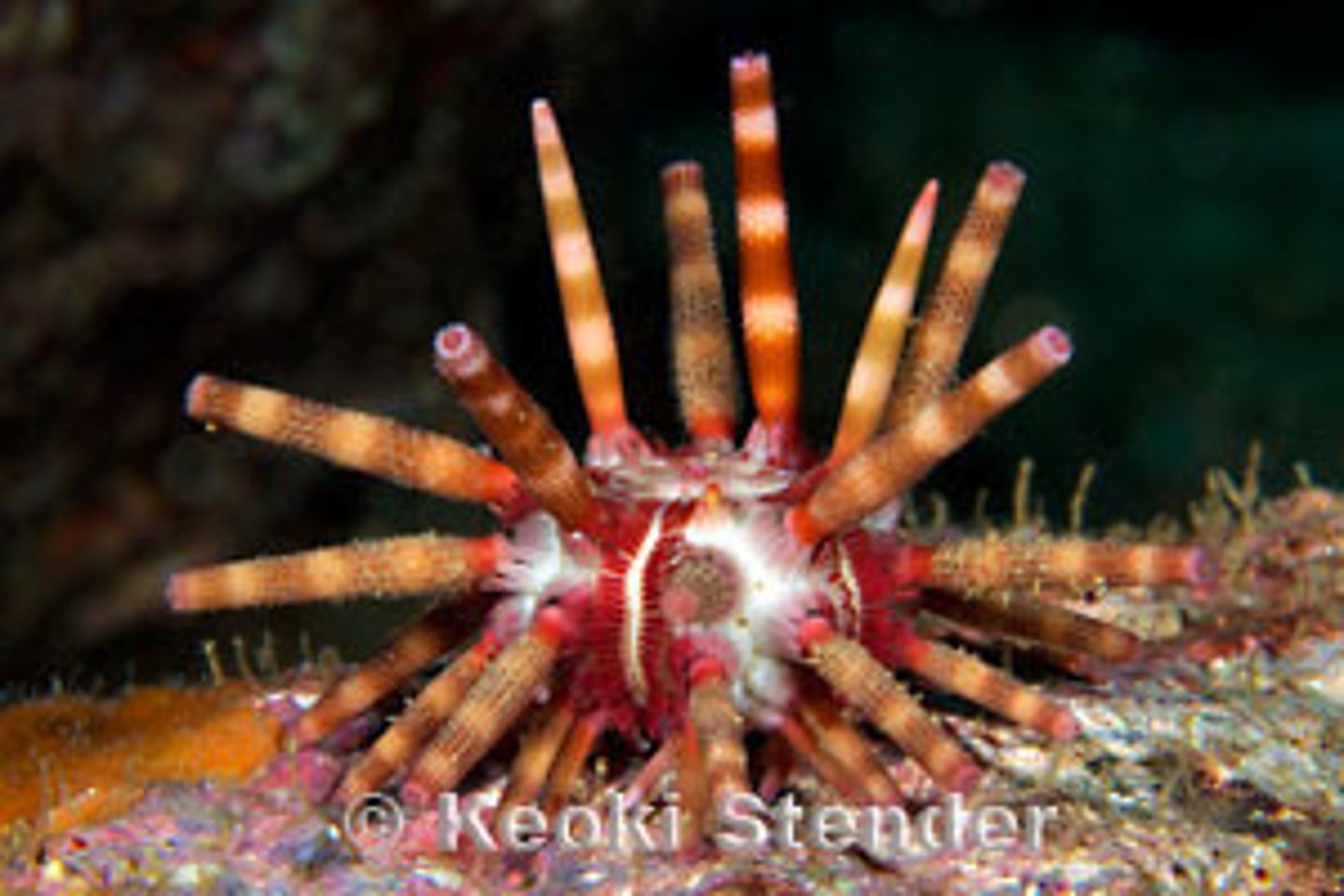 <p><em>Eucidaris metularia</em></p>