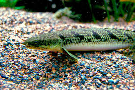 <p>-bichirs and reedfish</p><p>-14 freshwater spp.</p><p>-7-18 dorsal finlets on branched spine </p><p>-diphycercal tail</p><p>-ganoid scales</p><p>-lungs </p>