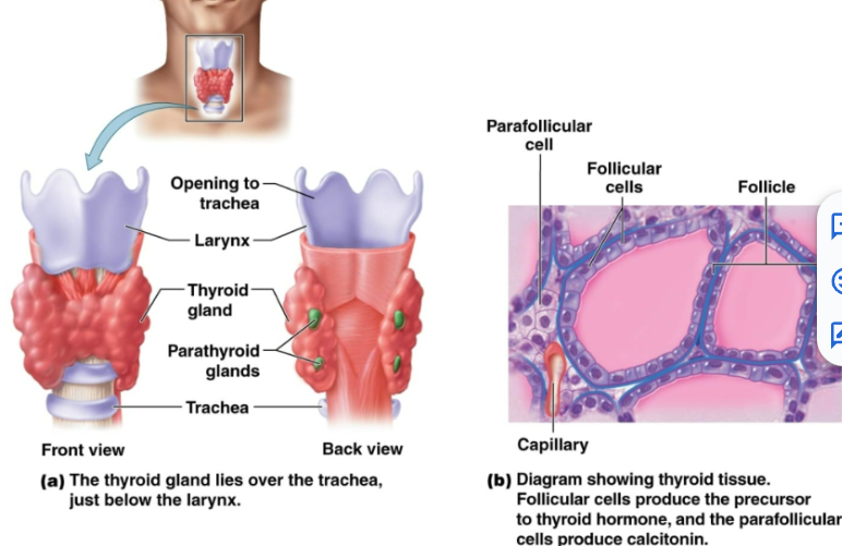 <p>Increase level of calcium in blood. Stimulates osteoclasts to break down bone, releasing calcium into blood. Stimulates kidneys to remove calcium from fluid destined to become urine, returning it back to blood. Stimulates the rate at which calcium is absorbed from the gastrointestinal tract. Inhibits osteoblasts</p>