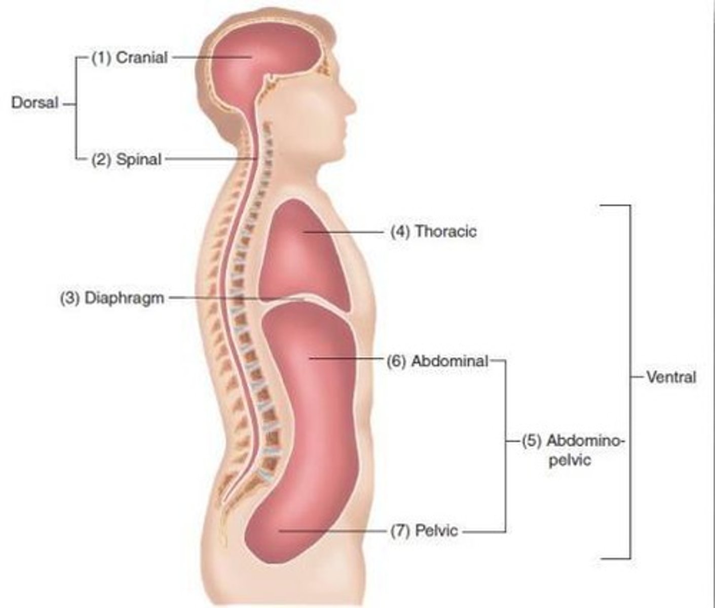 <p>cranial + vertebral (forms the dorsal cavity)</p><p>thoracic cavity</p><p>abdominal + pelvic (forms abdominopelvic cavity)</p>