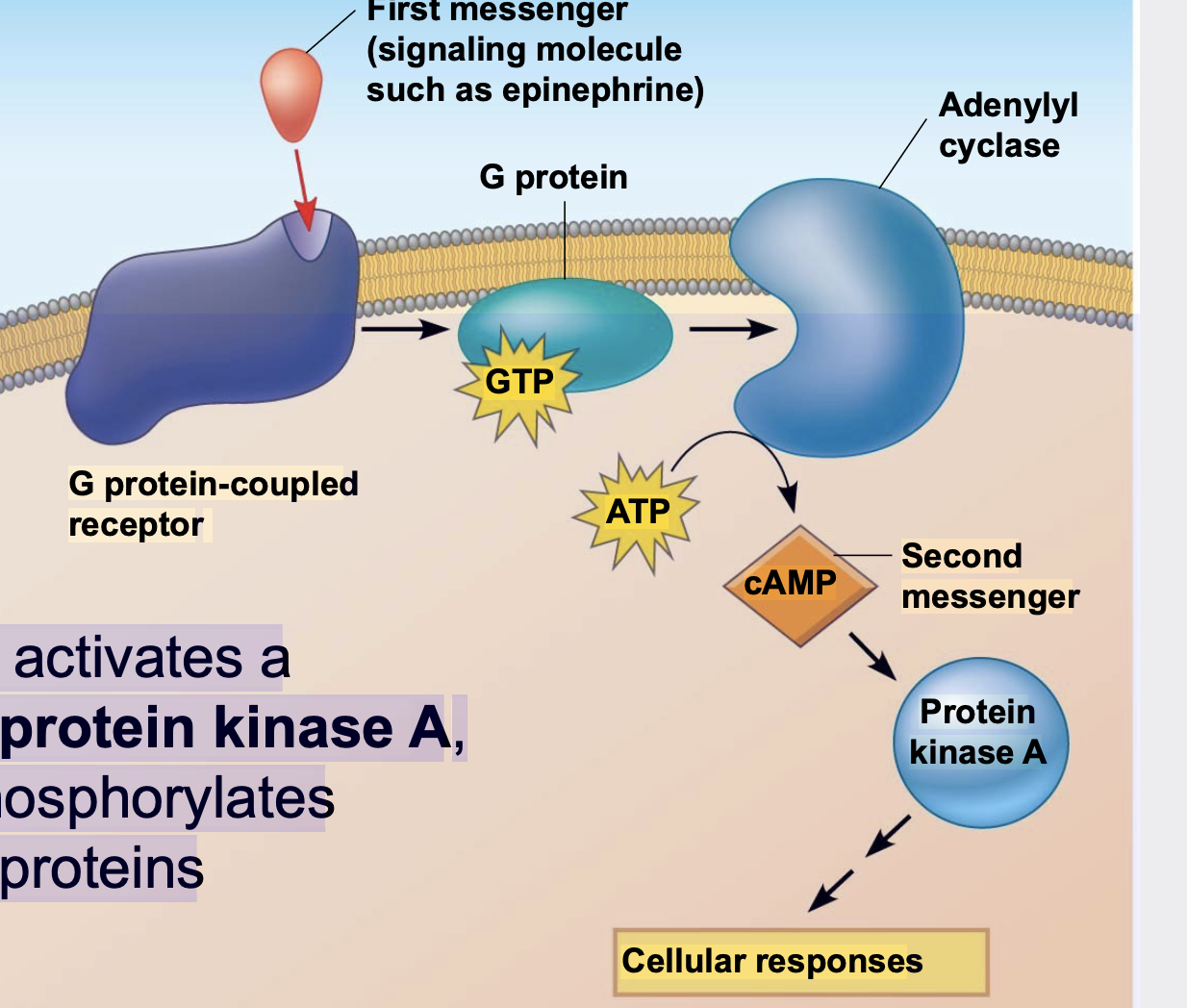 .Cyclic AMP (cAMP) is one of the most widely used second messengers \n .Adenylyl cyclase, an enzyme in the plasma membrane, converts ATP to cAMP in response to an extracellular signal

.cAMP usually activates a kinase called protein kinase A, which then phosphorylates various other proteins
