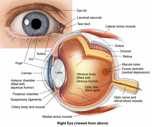 Contains photo receptor cells (rods and cones); responsible for absorbing and processing light information