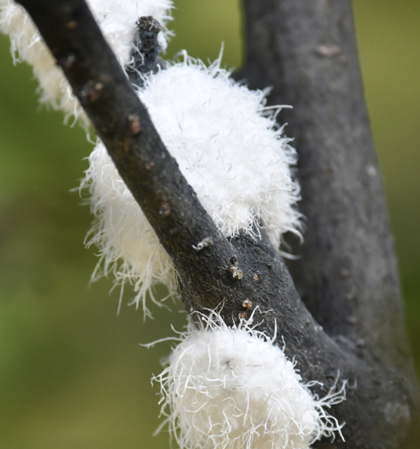 <p>sucking buds which cover themselves by a waxy secretion</p><p>allows escape from predators</p>