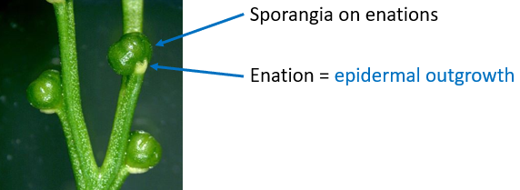 <p>stem, sporangia on ednation</p>
