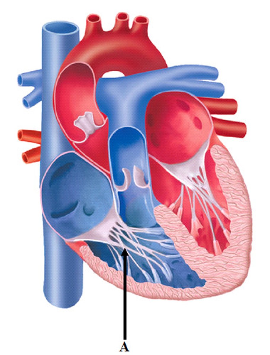<p>anchor the atrioventricular valves to papillary muscle</p>