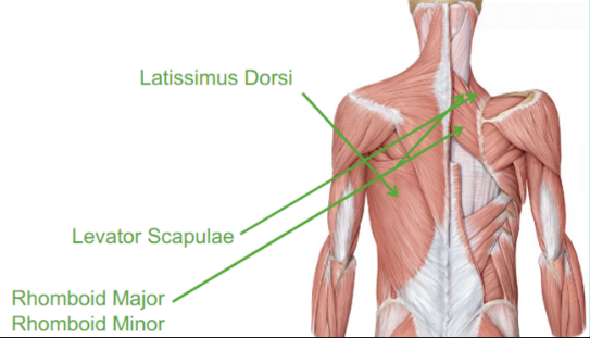 <p>Describe the Latissimus Dorsi</p>
