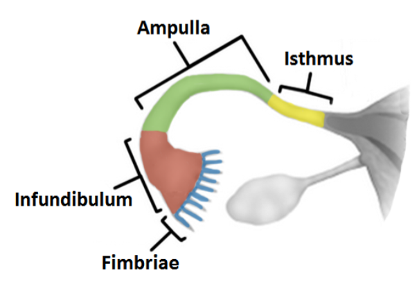 <p>Ampulla</p>