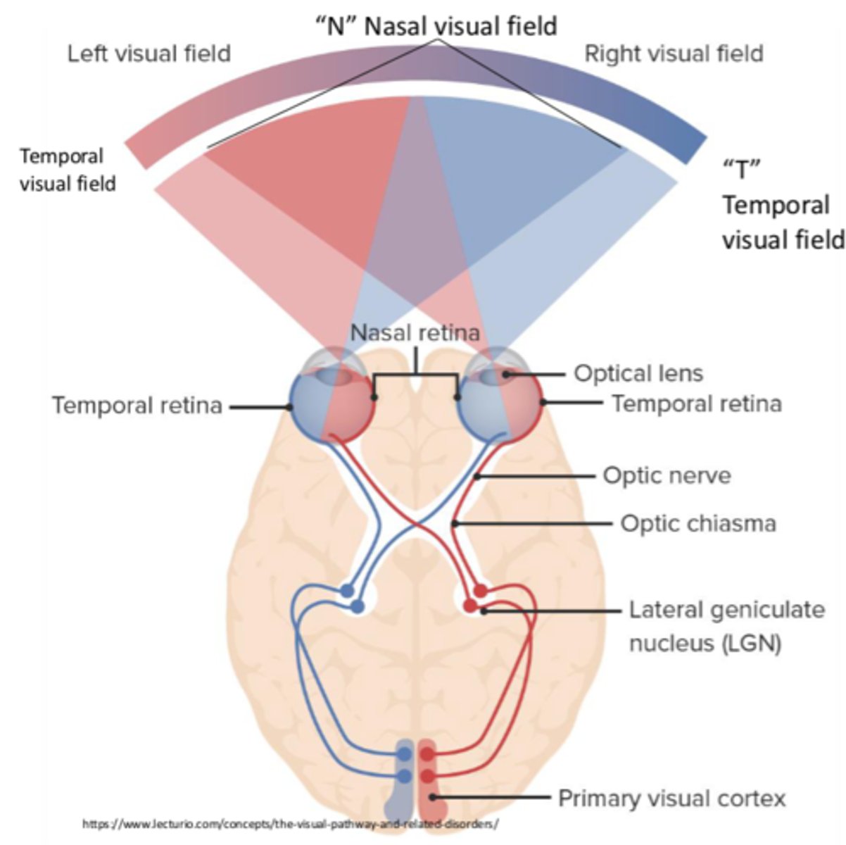 <p>Right visual cortex</p>