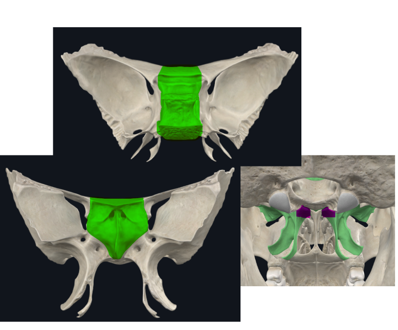 <p>Cuboide, Contiene los senos esfenoidales</p><p>Espina etmoidal de forma anterior, articula con el crista galli</p><p>Silla turca</p>