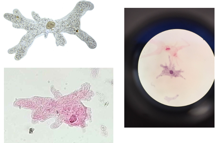 <p>what is this how does it move</p>