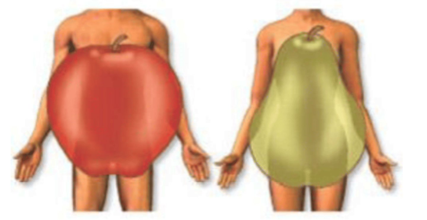 <p>Body shape described as "pear-shaped" where excess body fat is distributed primarily on the lower body (hips and thighs). Who commonly shows this type?</p>