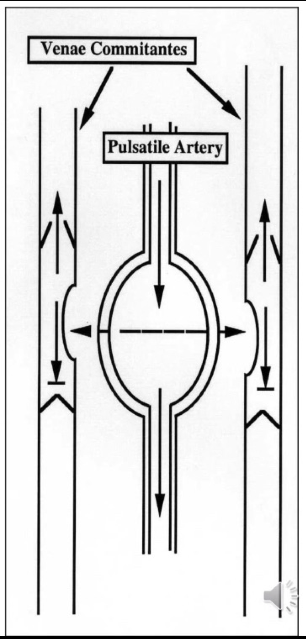 <ul><li><p>As Pulsatile artery receives blood it expands and pushes on veins, allowing blood to be pushes in one direction as the venous valves don’t allow blood flowing back</p></li></ul><p></p>