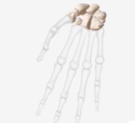 <p>Roughly a cube shape with vertical and horizontal dimensions being approximately equal. They consist of mostly spongy bone. The outside surface is a thin layer of compact bone.</p>