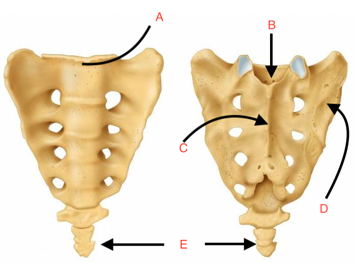 <p>Name this Bone</p>