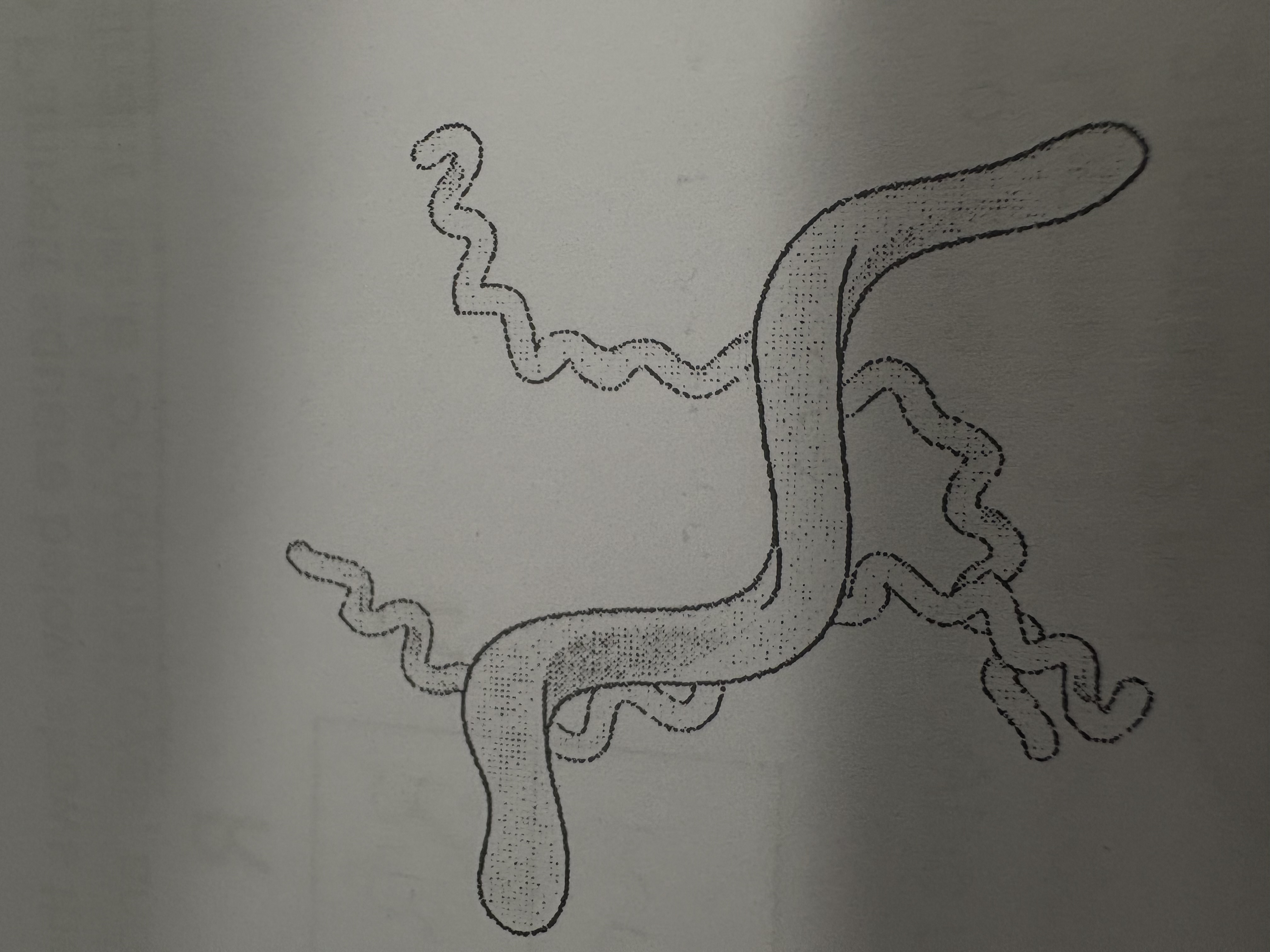 <p>What is this bacteria shape?</p>