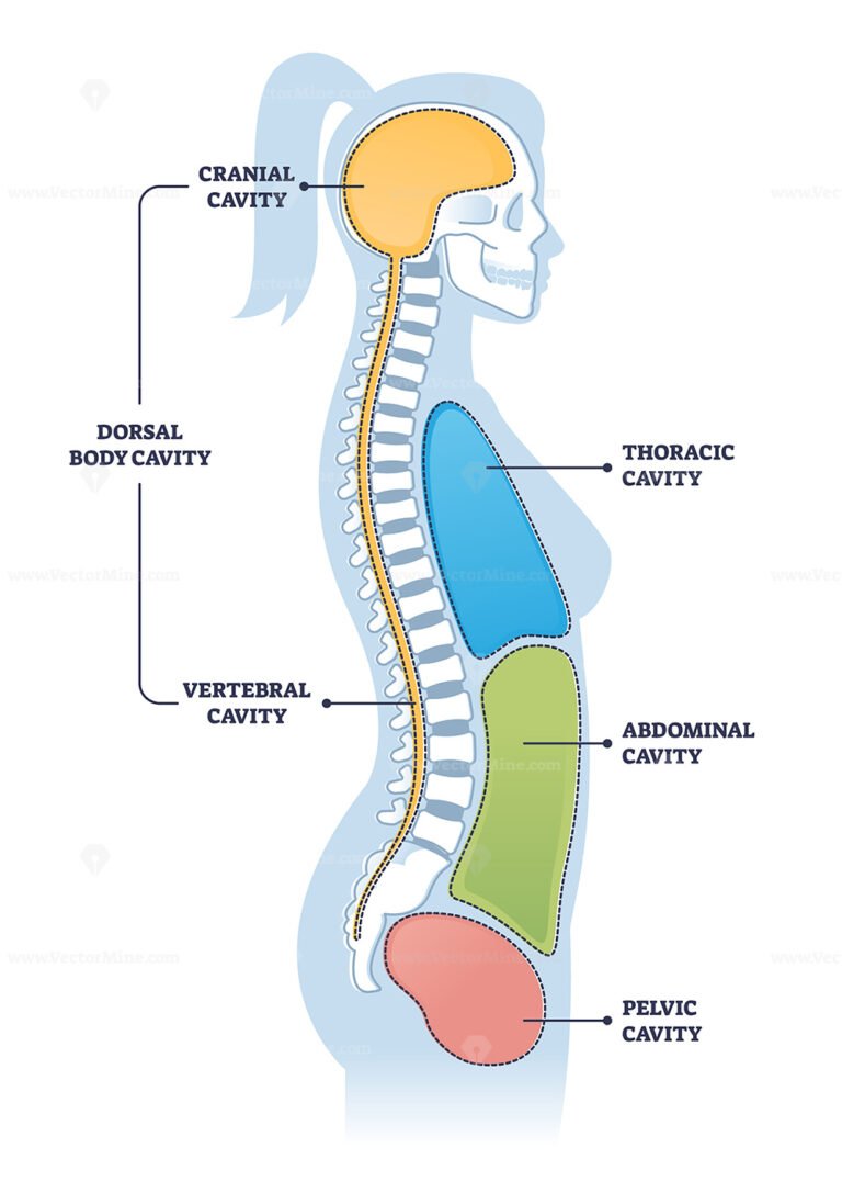 <p>ventral cavity</p>