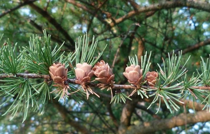 <p>Tamarack </p>