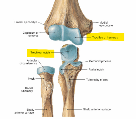 <p>Trochlea </p>