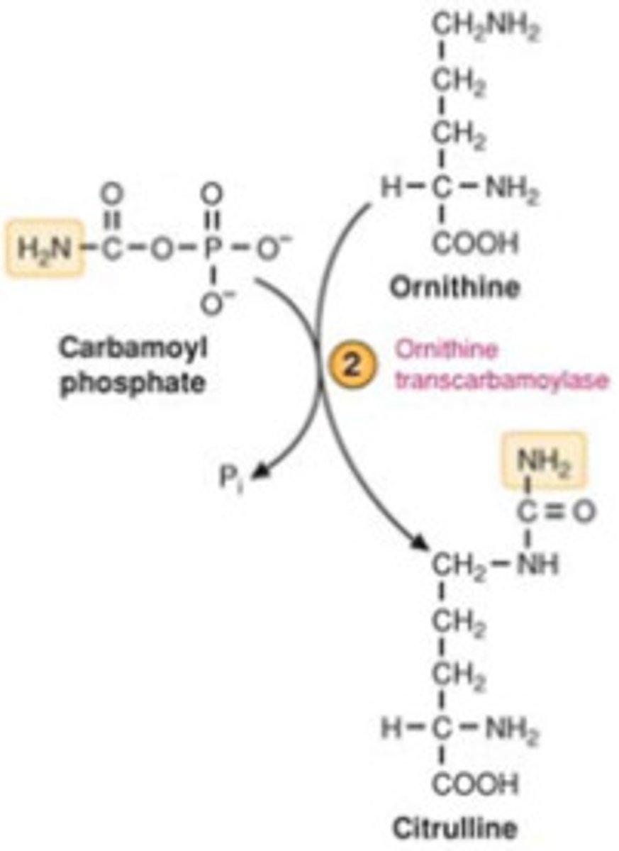<p>Carbamoyl phosphate reacts with ornithine, an amino acid, to form citrulline. This step is catalyzed by ornithine transcarbamylase (OTC)</p>