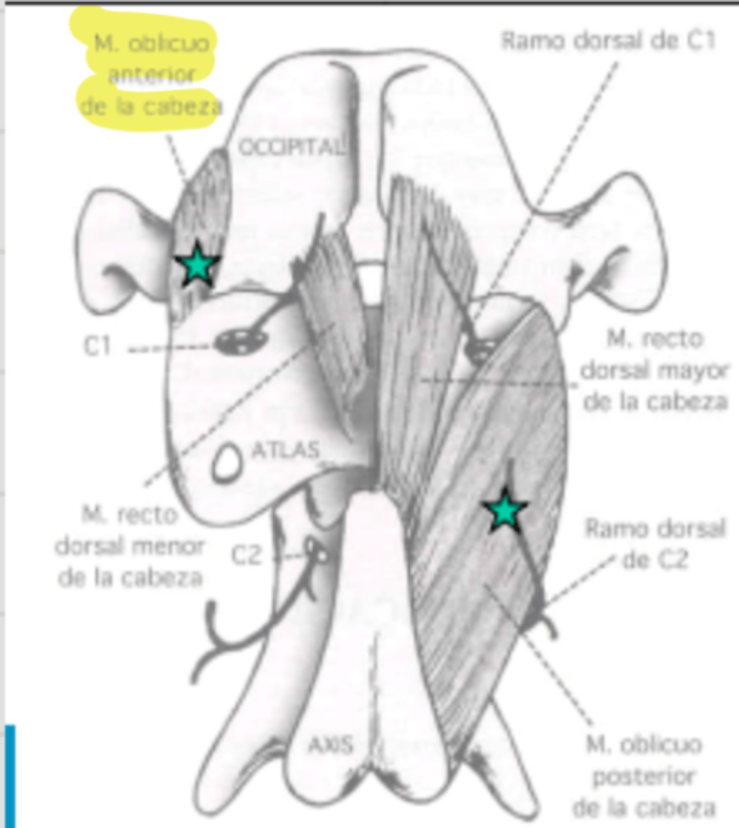 <p><span class="bgP">innervate :</span> 1rst pair of dorsal cervical spinal nerves</p><p><span class="bgP">function</span> : head extension and lateral mov</p><p><span class="bgP">where</span> : from occipital bone to atlas wings</p>