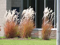 <p>Miscanthus Flame Grass</p>