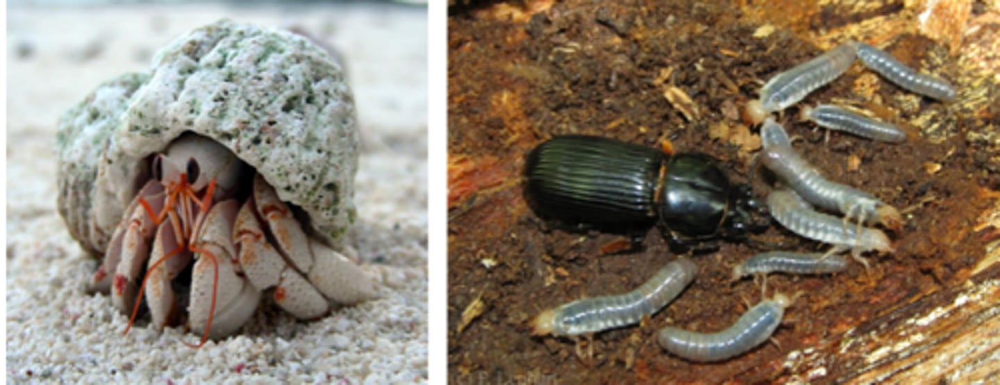 <p>an organism that feeds on dead organic matter and waste products that are collectively known as detritus</p>
