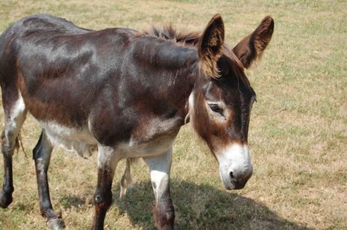 <p>the donkey</p>